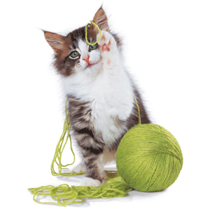 Cat Toys