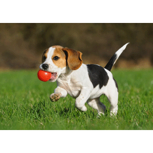 Dog Toys