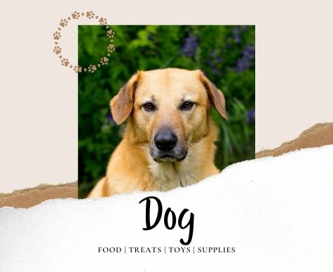 DOG Food treats toys supplies leash collar