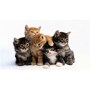 NaturVet Cat