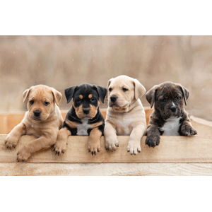 NaturVet Dog