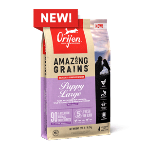 ORIJEN Amazing Grains Large Breed Puppy Food 22.5lb orijen, dog, dog food, amazing grains, grain, large puppy